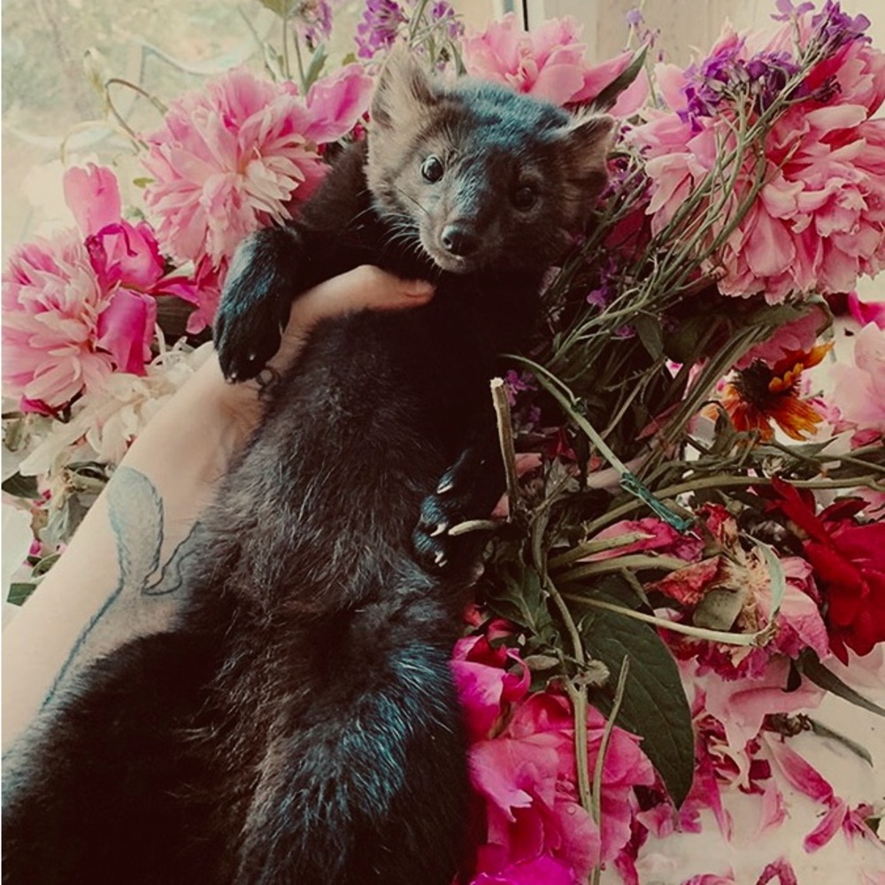 Meet your Posher, Sable d